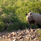 Black Rhino Male