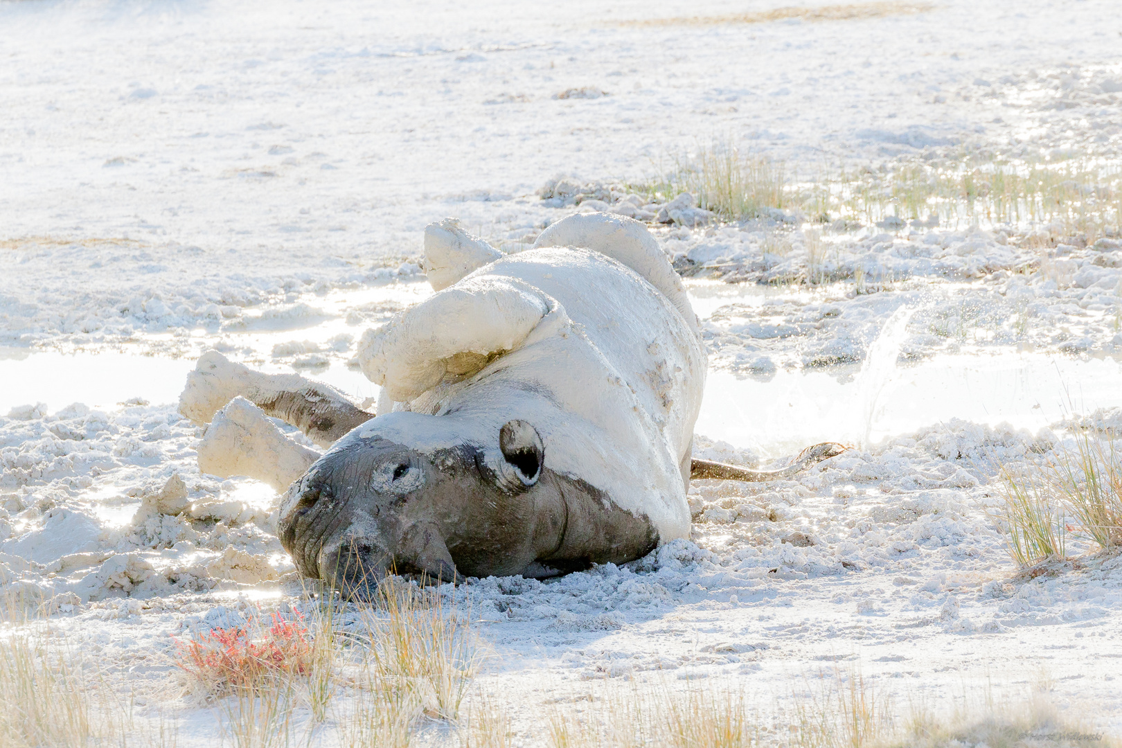 Black Rhino turns white