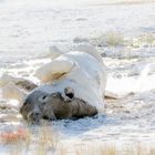 Black Rhino turns white