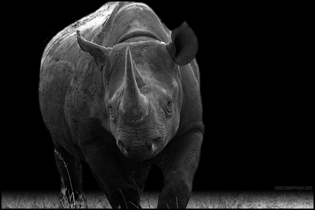 Black Rhino - Wildlife