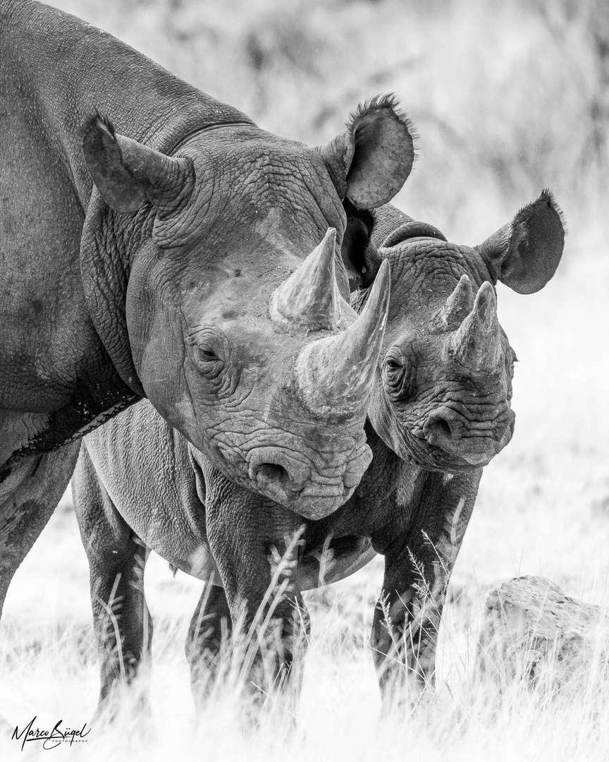 Black Rhinos