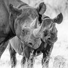 Black Rhinos