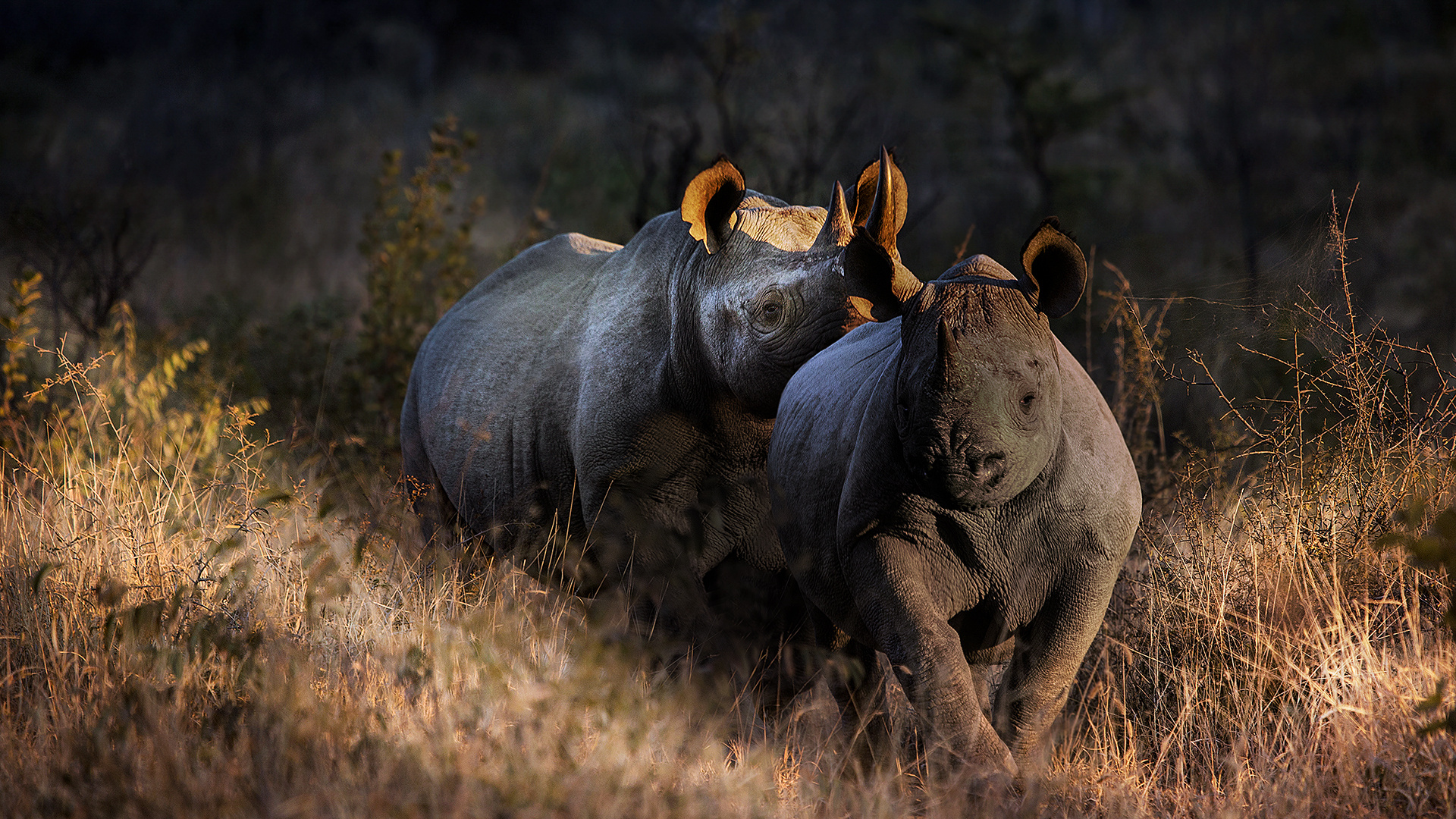 Black Rhinos