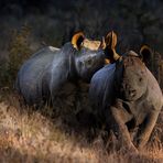 Black Rhinos