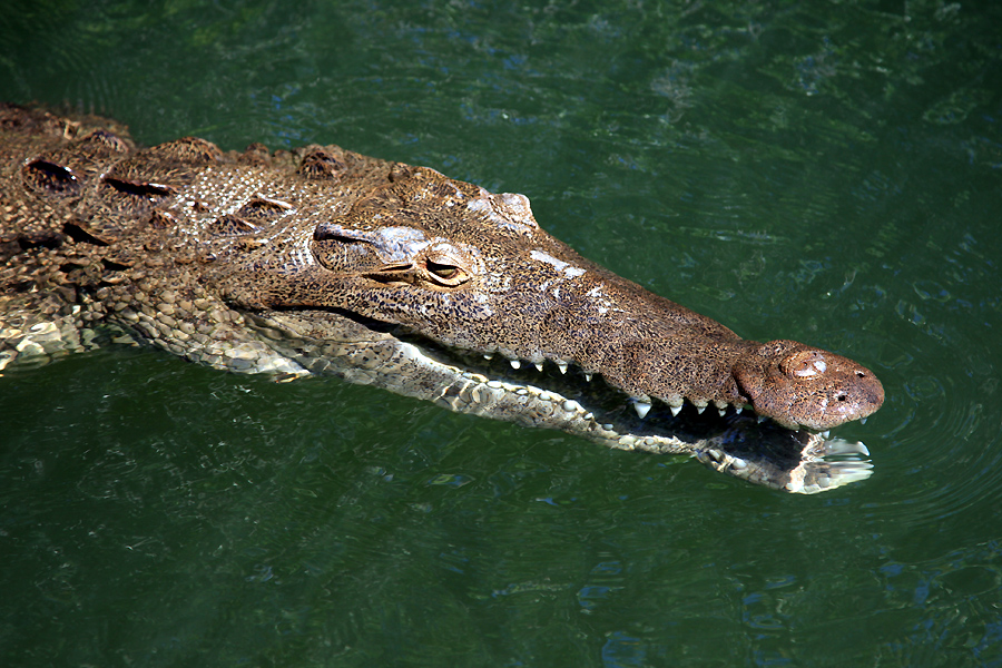 Black-River-Krokodil