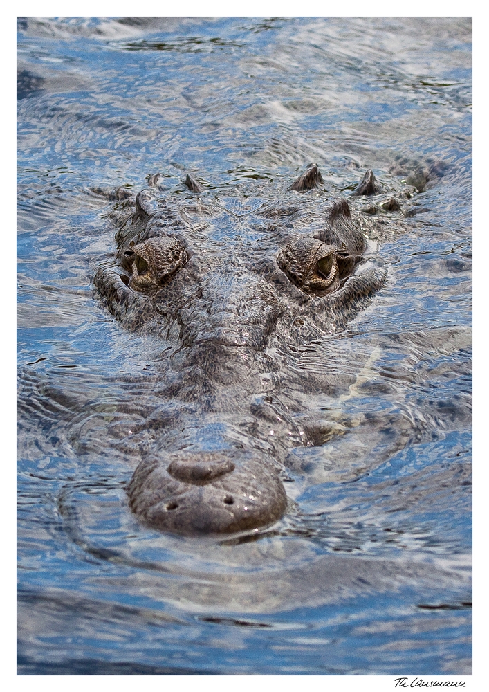 Black-River Krokodil