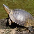 Black River Turtle