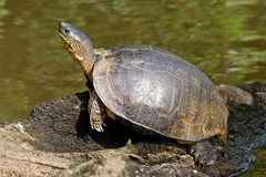 Black River Turtle