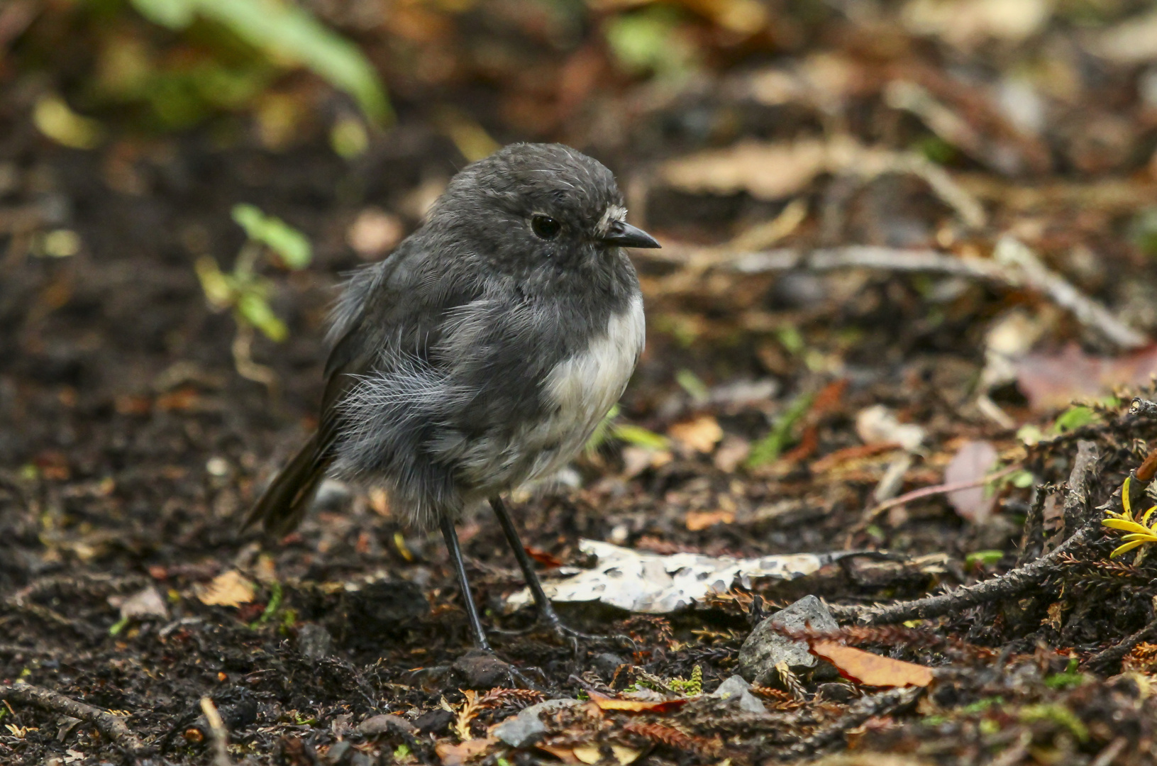 Black Robin