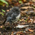 Black Robin