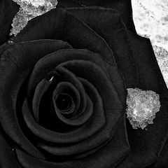 black rose