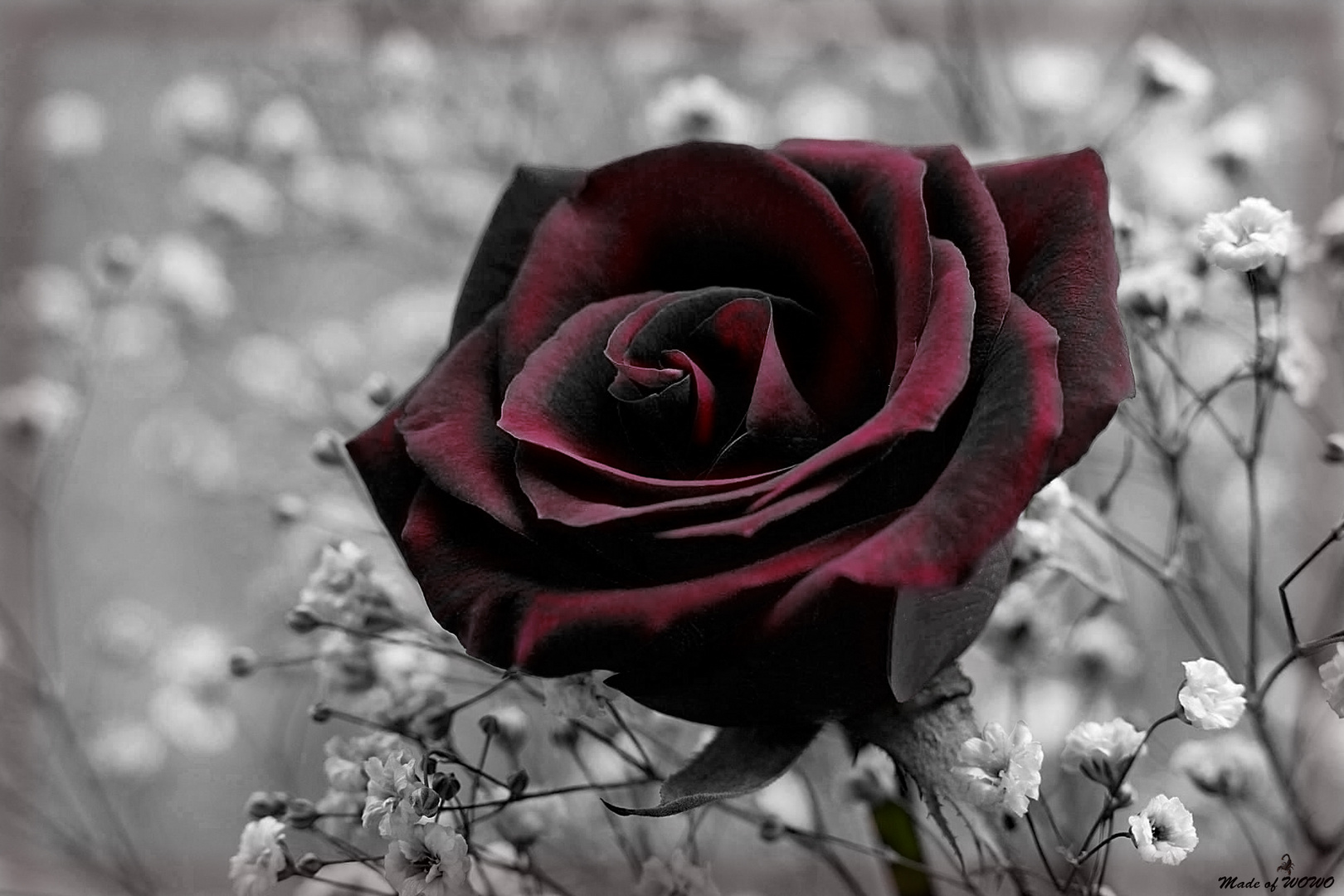 Black Rose Foto & Bild fotomontage, Ältere composing`s, digiart