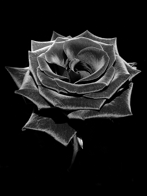 Black Rose