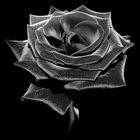 Black Rose