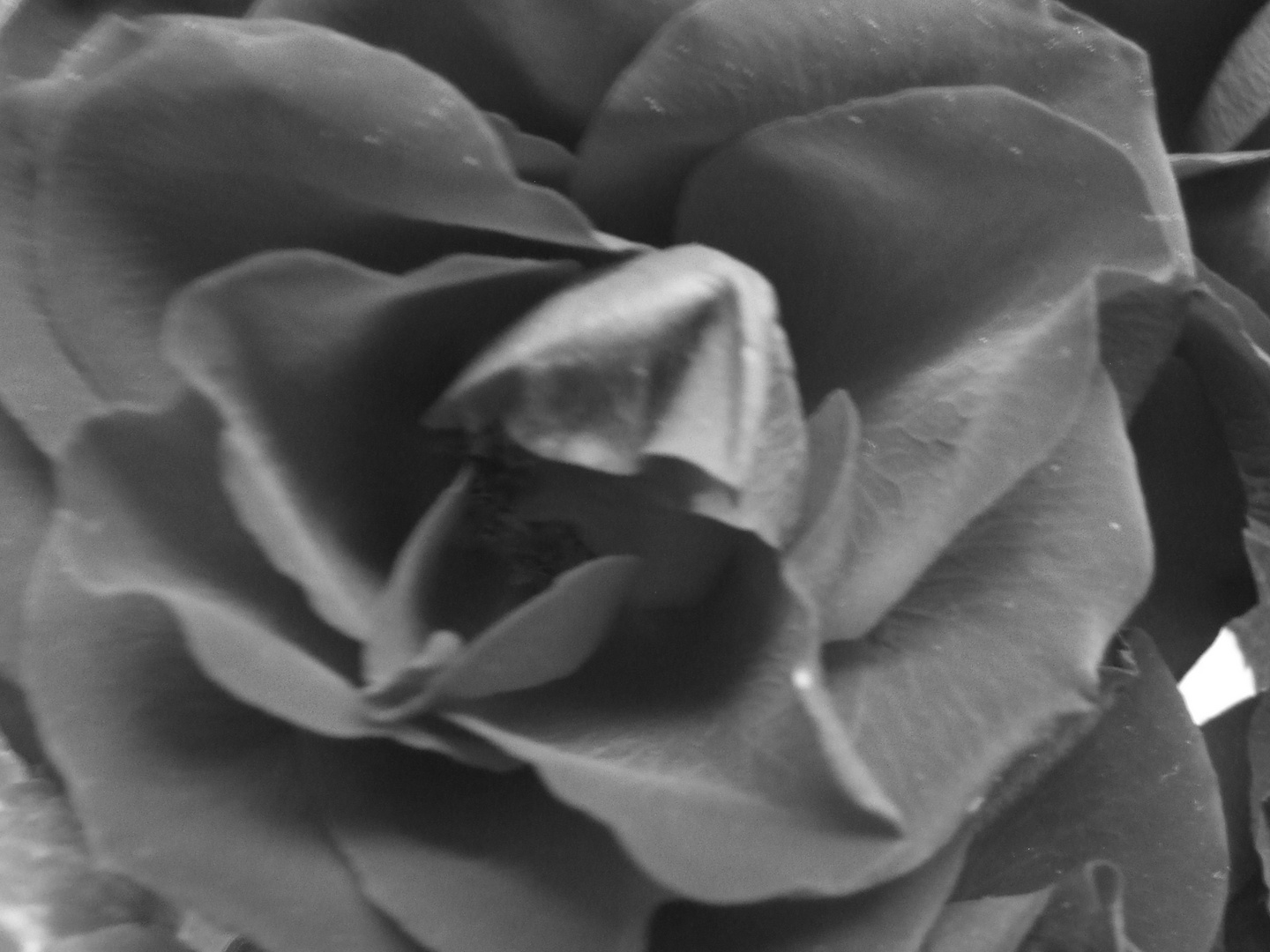 Black Rose..