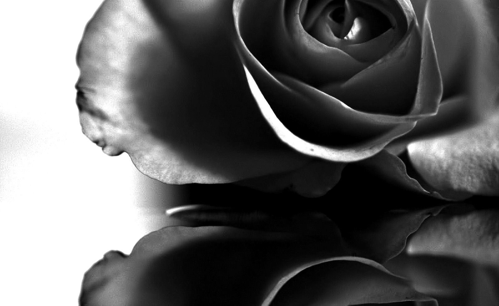 Black Rose