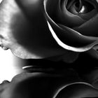 Black Rose