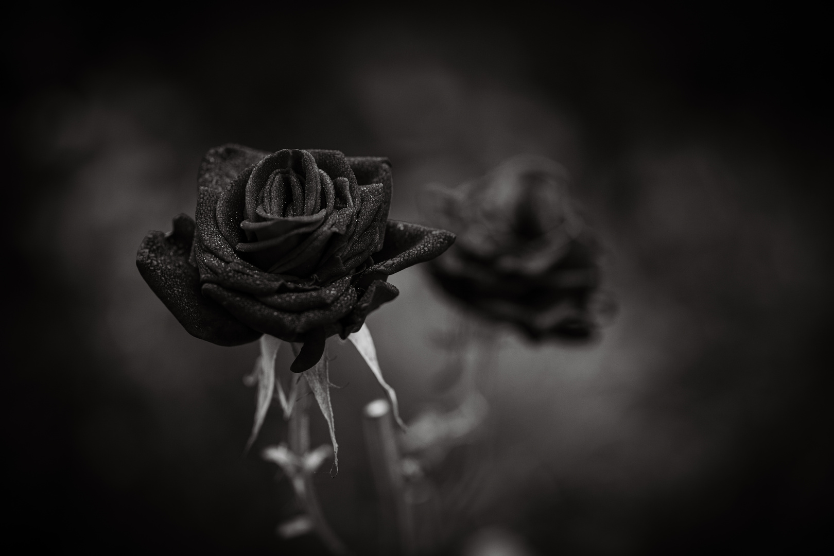 black rose