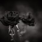 black rose