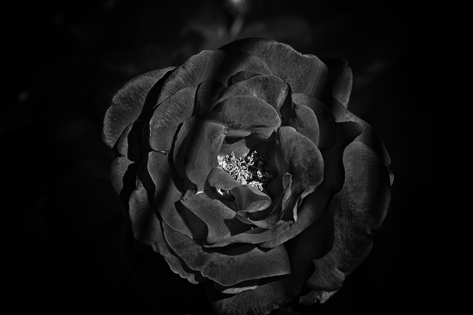 black rose