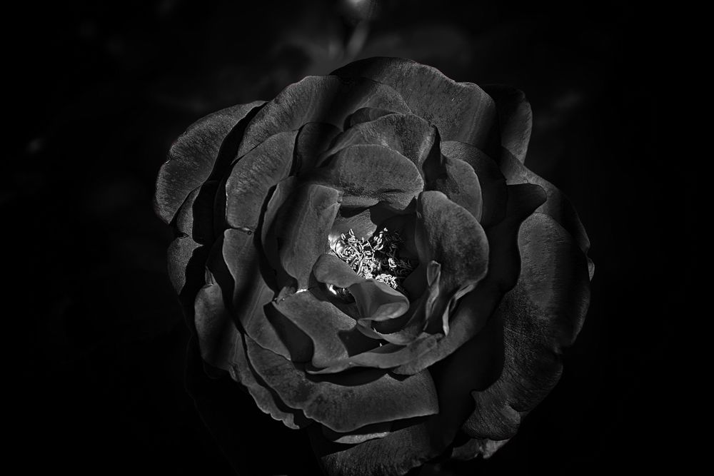 black rose