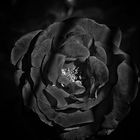 black rose