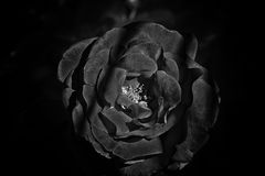 black rose