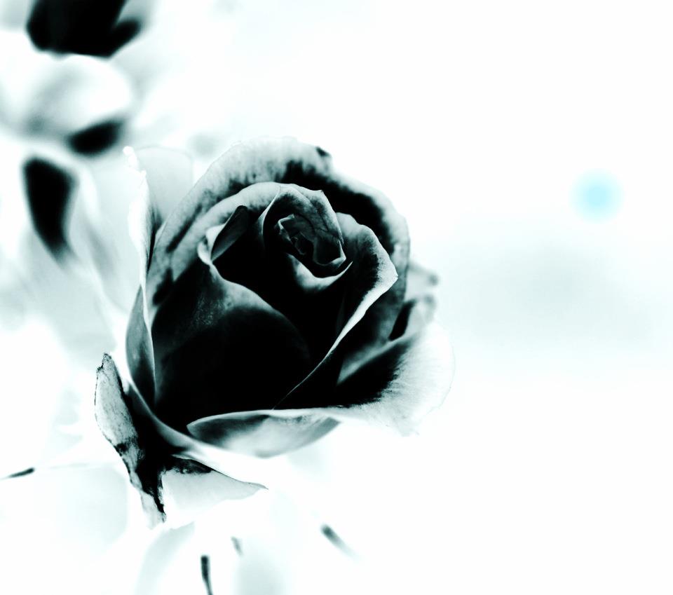 Black Rose