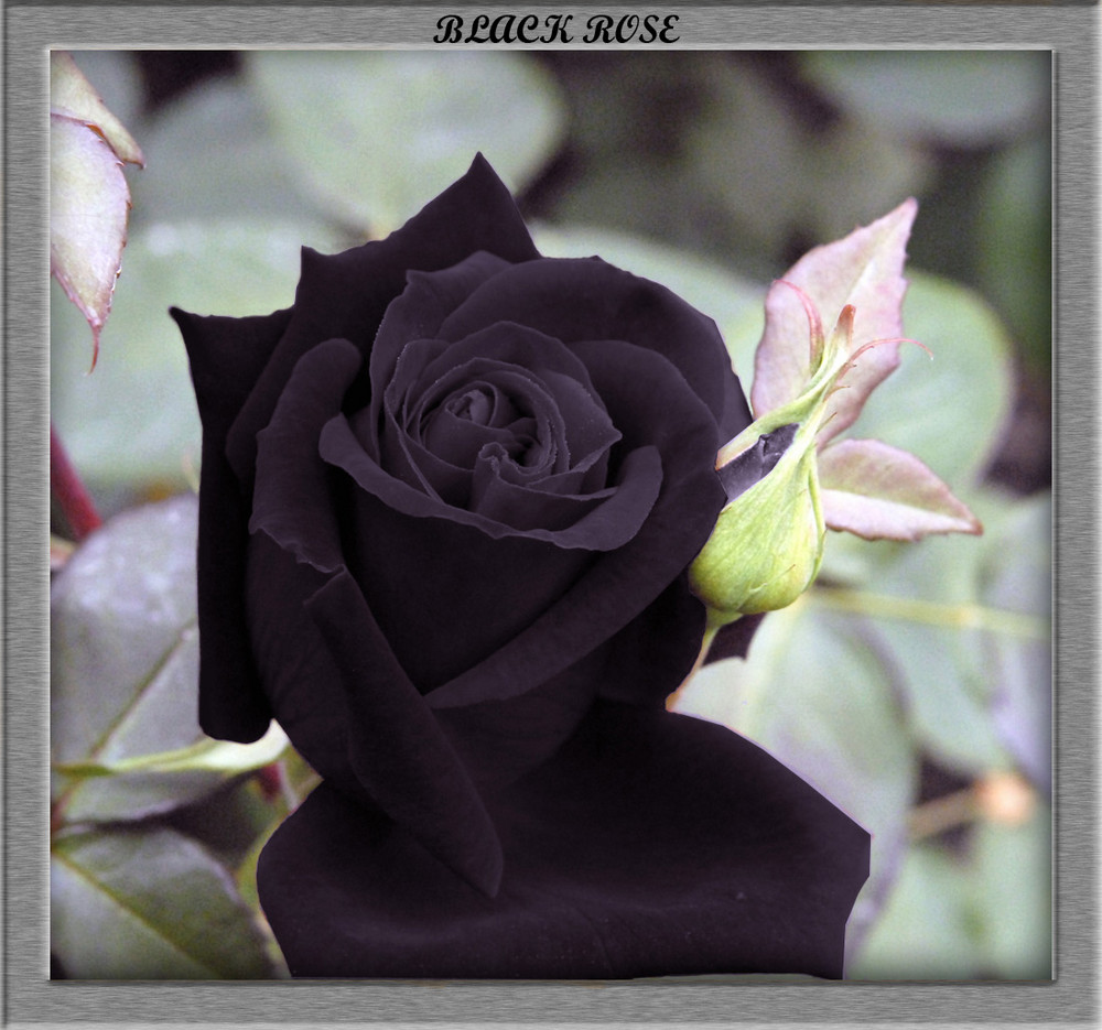 Black Rose