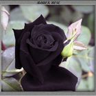 Black Rose