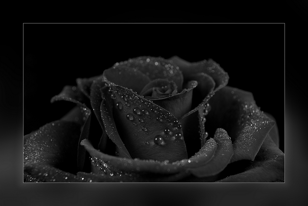 black rose