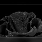 black rose