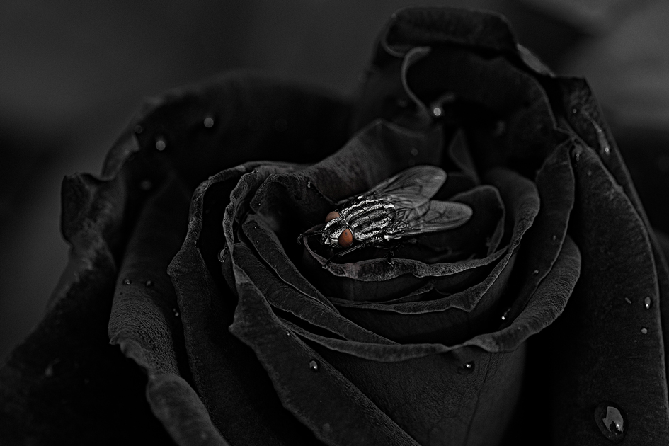 Black Rose .....