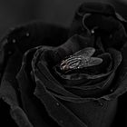 Black Rose .....