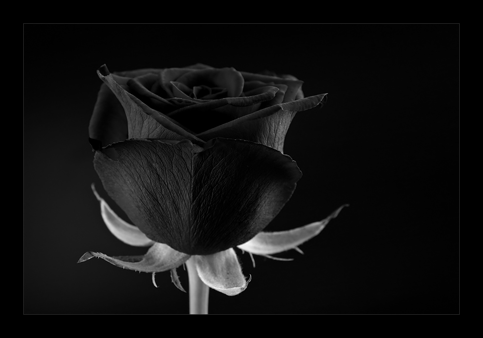 black rose