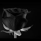 black rose