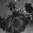 Black Rose