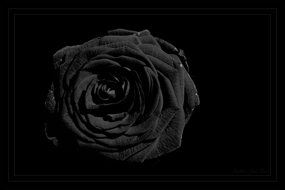 Black Rose