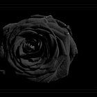 Black Rose