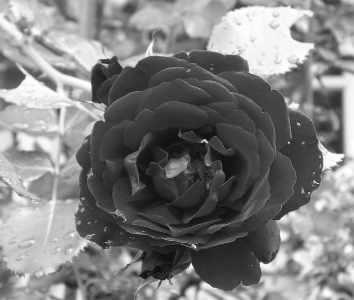 black rose