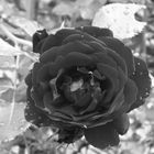 black rose