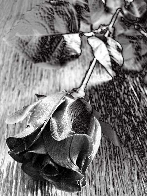 Black Rose