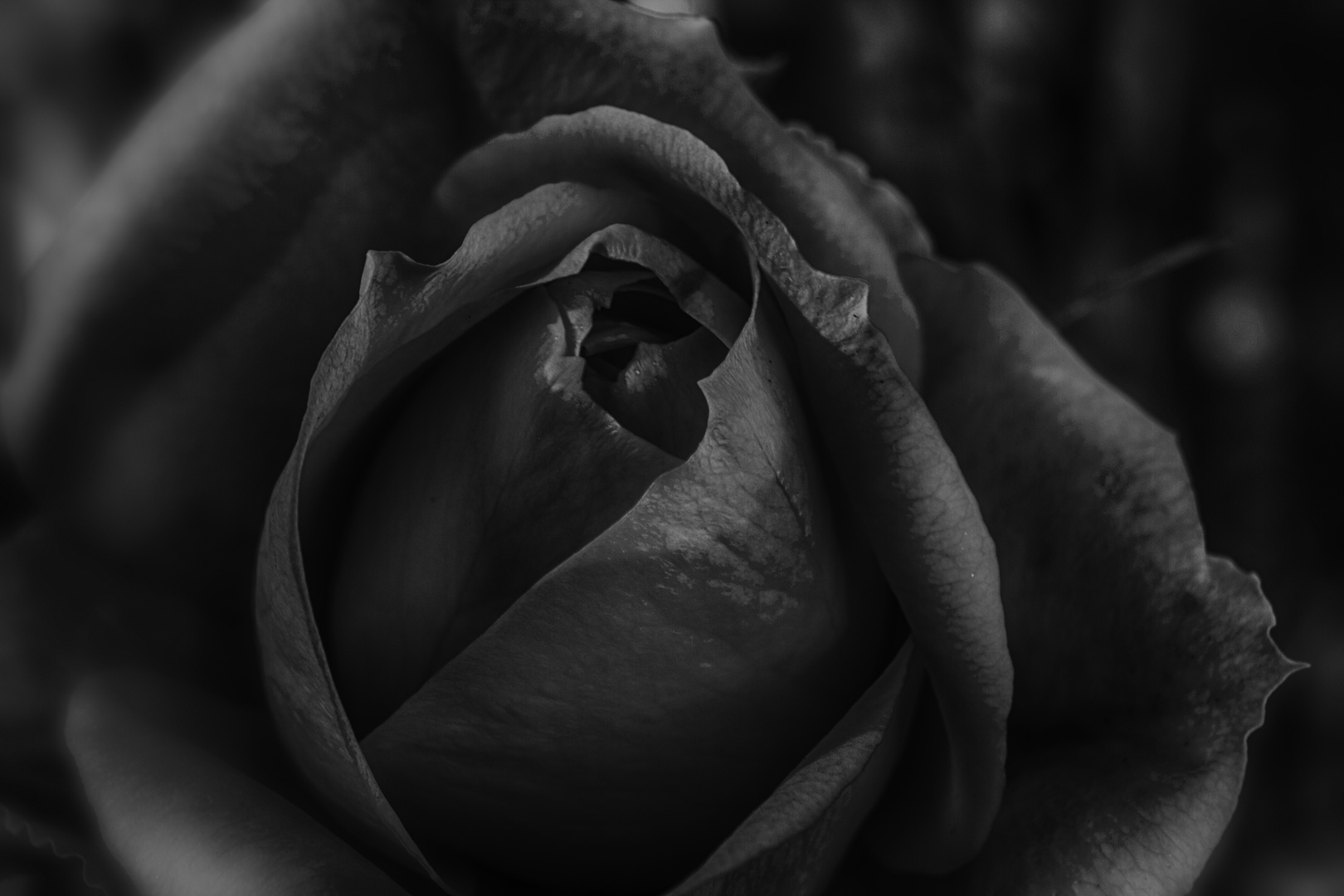 Black Rose