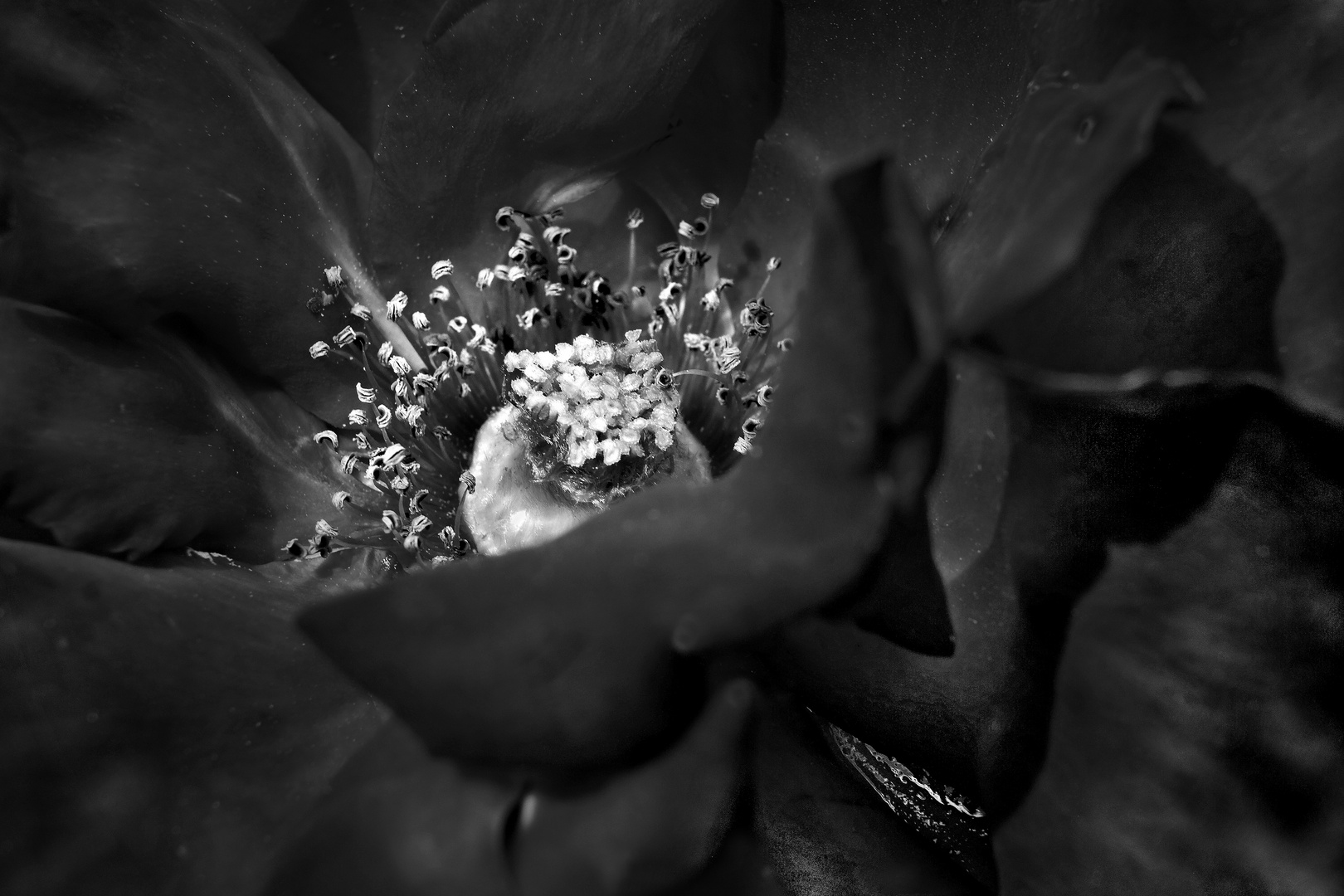 black rose