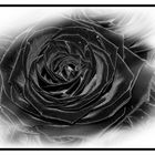 Black Rose