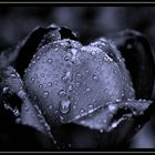 Black Rose