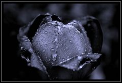 Black Rose