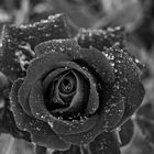 black rose