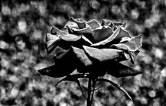 black rose ...