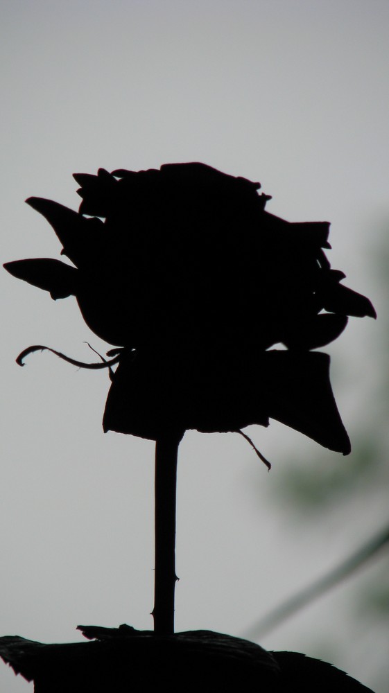 black rose